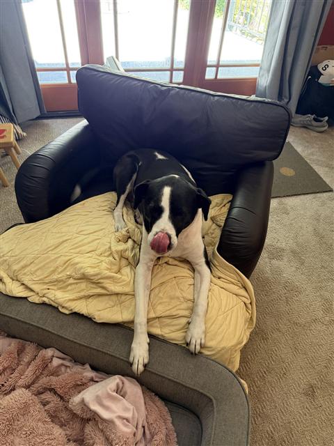 Echo licking