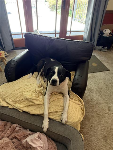 Echo lounging, deep in strategic planning