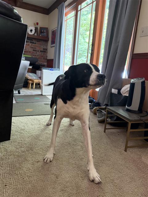 Echo on patrol