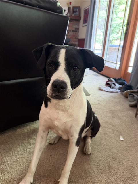 Echo, a black and white dog, seated at her desk, taking your meeting